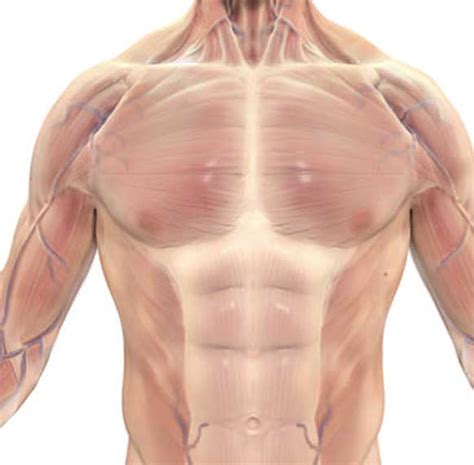 The pectoralis major muscles (also known as the pecs) are located on the front of the rib cage. 10+ Best Chest Exercises to Build INSANE Muscles: Complete ...