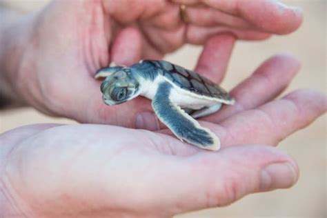 1200 Save Sea Turtles Stock Photos Pictures And Royalty Free Images