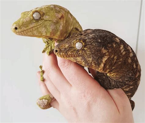The New Caledonian Giant Gecko Is The Worlds Largest Australian