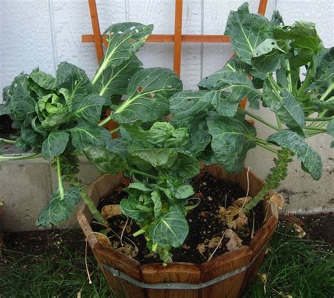 Legumes and whole grains will need closer to 12 hours for soaking. Growing Brussel Sprout 1 | Balcony Garden Web