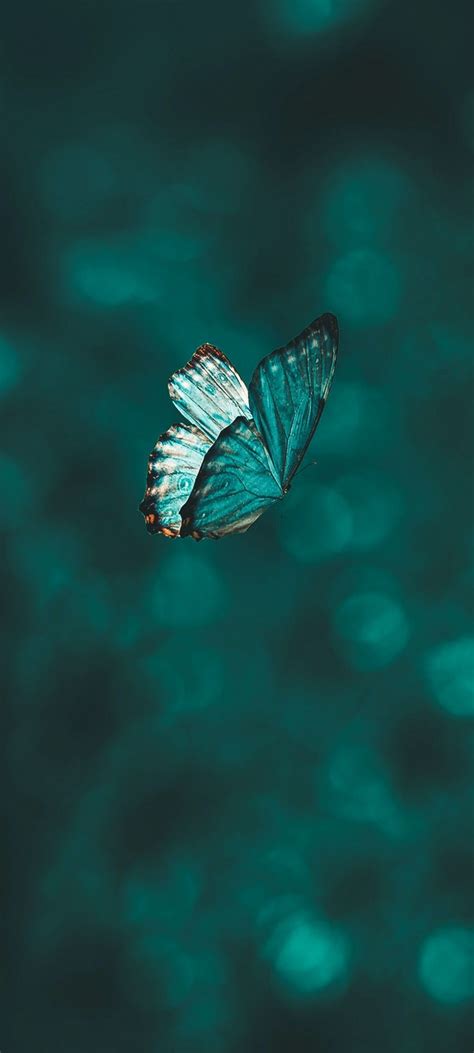 Teal Wallpaper Iphone Blue Butterfly Wallpaper Turquoise Wallpaper