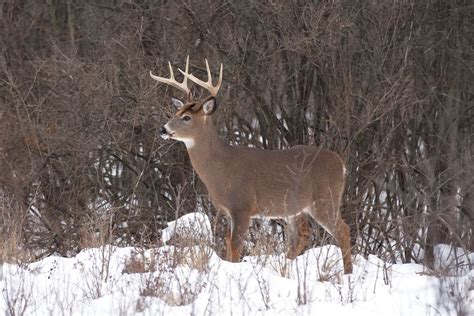 Late Rut Deer Hunting 3 Reasons Its The Best Time To Tag A Buck