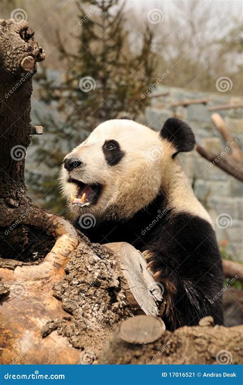 Giant Panda With Open Mouth Stock Image Image Of Species China 17016521