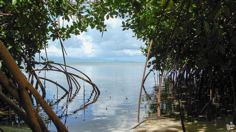 Mangrove En 2020 Sac Marin Parc National Marin