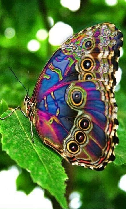 Colorful Butterfly Beautiful Bugs Beautiful Butterflies Amazing