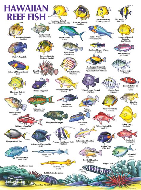 Hawaii Fish Identification