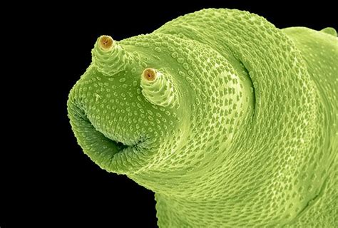 Invertebrates Cell Press Electron Microscope Aquatic Animals