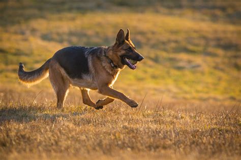 German Shepherds Security Dogs Lifespan Types Difference