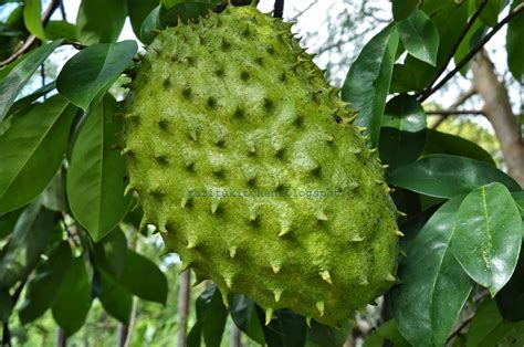 Sehabis melampaui bermacam riset, nyatanya khasiat daun durian belanda ini lumayan beraneka ragam dari mulai penyakit enteng sampai beresiko semacam. Ruzita's Kitchen: DURIAN BELANDA