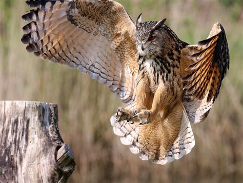 Eurasian Eagle Owl Landing On Tree Trunk John Van Beers Flickr