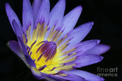 Royal Purple Water Lily 14 Photograph By Judy Whitton