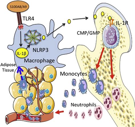 Adipose Tissue Macrophages Promote Myelopoiesis And Monocytosis In