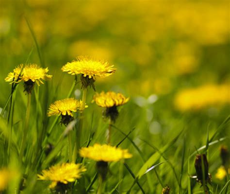 Lawn Treatments For Dandelions Superior Lawn Care