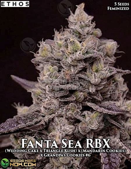 Ethos Genetics Fanta Sea Rbx Fem 5pk Free Seed With Every Order