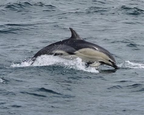 Rare Hybrid Dolphins Spotted Chasing Tour Boat