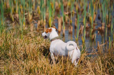 Small Dog Walking In A Meadow With Water Puddles In A Summer Stock