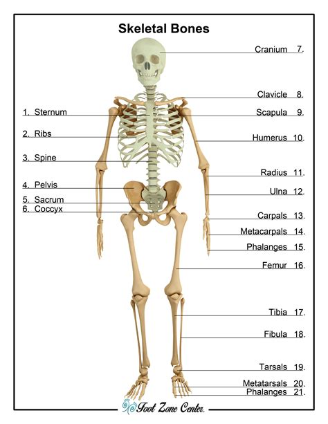 Skeletal System Foot Zone Center