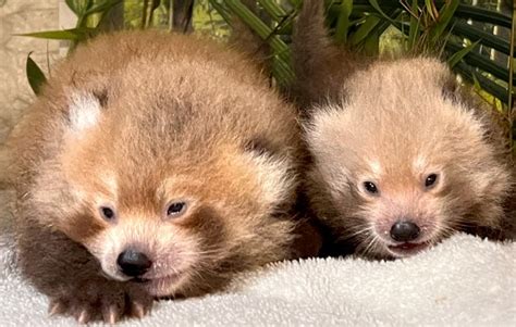 New Bedfords Buttonwood Park Zoos Endangered Red Panda Cubs Reach
