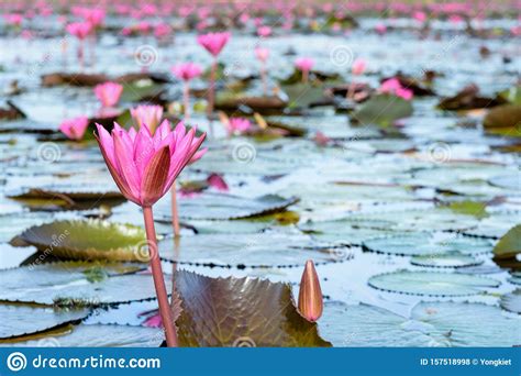 Red Lotus Flowers In The Pond Thailand Stock Photo Image Of Park