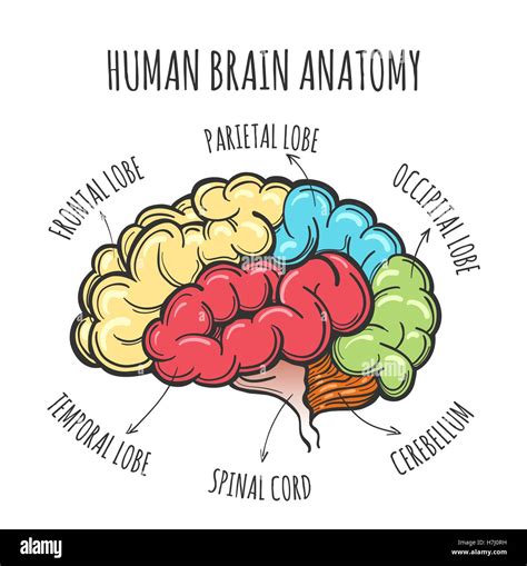 Main Parts Of The Human Brain Human Brain In Sketch Style Vector