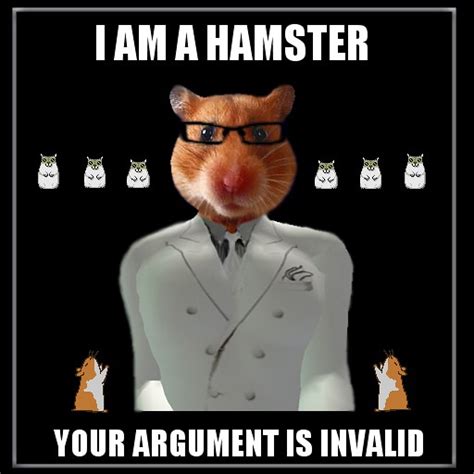 Hamster Meme Flickr Photo Sharing