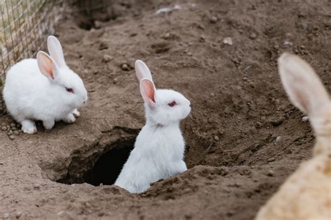 Beware The Rabbit Holes Of Faith — F Remy Diederich