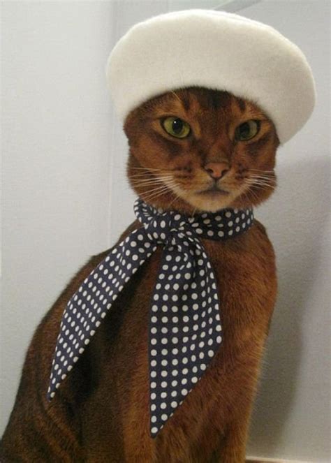 Fashion Cats Cute Cats