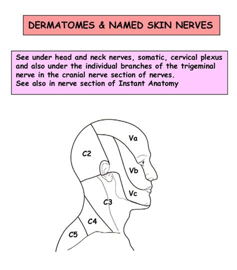 Instant Anatomy Head And Neck Nerves Skin Dermatomes And Named