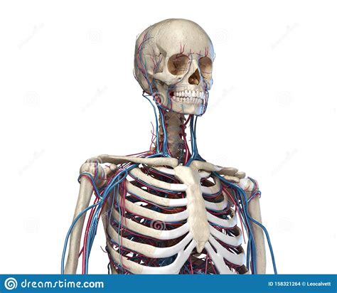 See more ideas about anatomy, anatomy for artists, anatomy reference. Human Torso Anatomy. Skeleton With Veins And Arteries ...