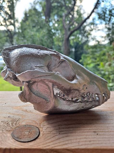 European Real Wild Racoon Dog Skull Head Home Decor Display Etsy