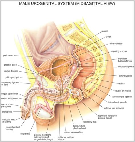 The visible human project is a fantastic tool that allows you to view almost all anatomical structures of the body. the male anatomy | Anatomy System - Human Body Anatomy diagram and chart images