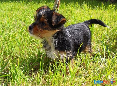 Dato che, però, non tutte le razze di cani nani si trovano a proprio agio all'interno di un piccolo appartamento, analizziamo insieme quali sono le 17 razze più. Yorkshire , Nani in vendita a Palermo (PA)