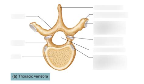 Typical Vertebra Thoracic Diagram Quizlet