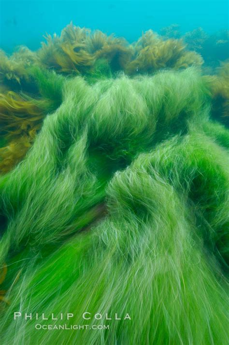 Surfgrass Phyllospadix San Clemente Island California 10239