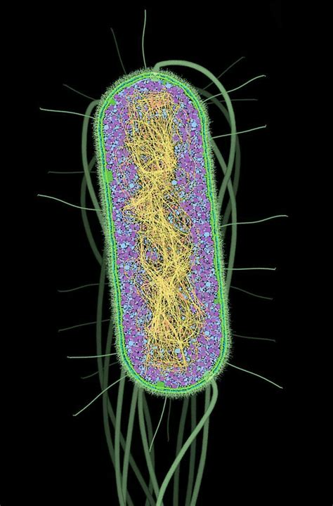 Cross Section Through A Single Bacterial Cell Showing The Crowding Of