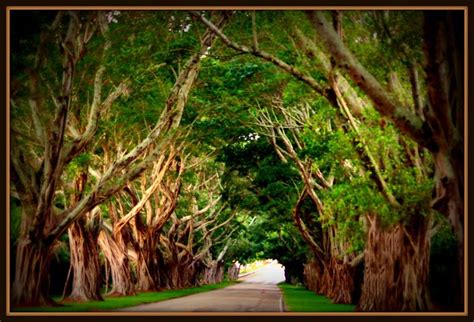 Bridge Road Banyan Tree Jupiter Island Hobe Sound Florida Artofit