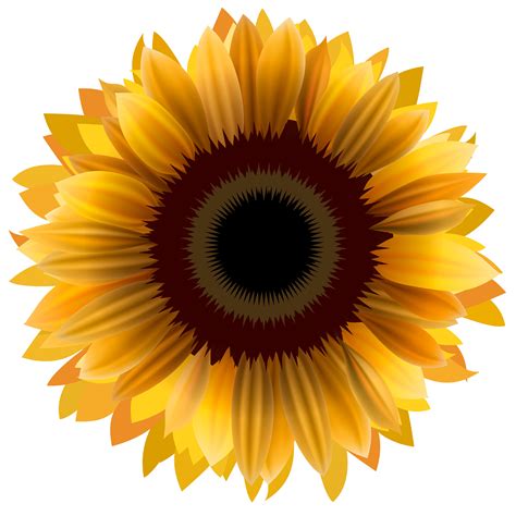 Illustration of sunflower isolated on white background - Download Free