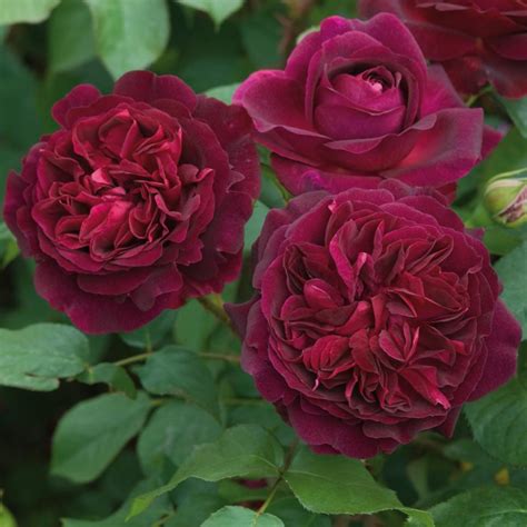 The Most Fragrant Roses For Your Garden Hgtv