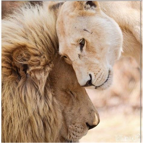 Mine She Says Lion Love Animals Beautiful Lion And Lioness