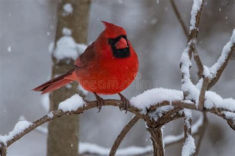 Northern Cardinal Cardinalis Cardinalis Stock Photo Image Of