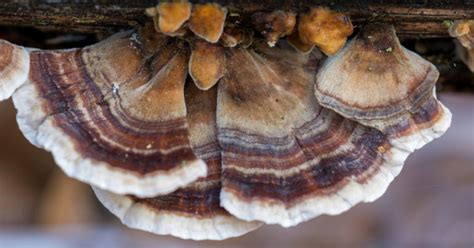 turkey tail mushroom benefits usage and side effects gaia herbs®