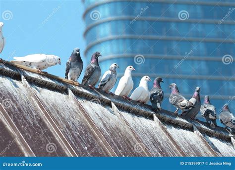 Pigeons On The Roof Stock Image Image Of Pigeon Grey 215399017