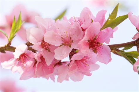 Close up cherry blossoming cherry trees. Premium Photo | Close-up cherry blossoms are blooming in ...