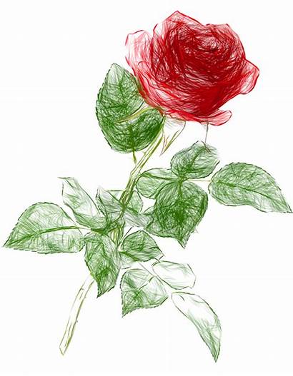 Rose Transparent Drawing Pencil Clipart Roses Drawn