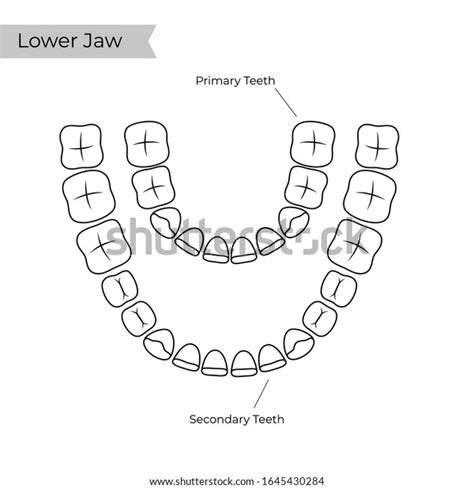 vector isolated illustration permanent temporary teeth stock vector royalty free 1645430284