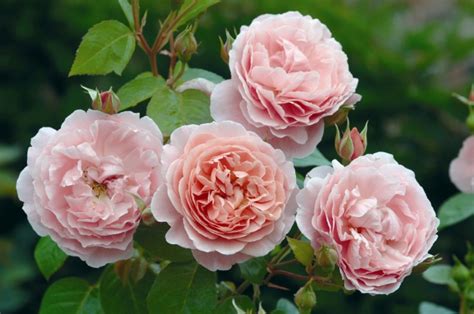 Please contact us if you would like individual advice on rose selection. Why do own-root roses sold in pots seem to take longer to ...