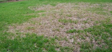 Aong with it's pristine lakes and preserves, land o lakes has pests, critters and lawn care problems that come with the beauty. chinch bug treatment pasco county - Bay Area Lawn & Pest ...