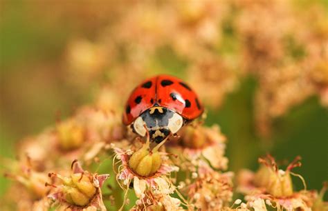 introduction of invasive species causes effects and solutions