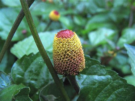 jambu togel