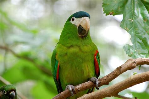 Red Shouldered Macaw Rio Wiki Fandom Powered By Wikia